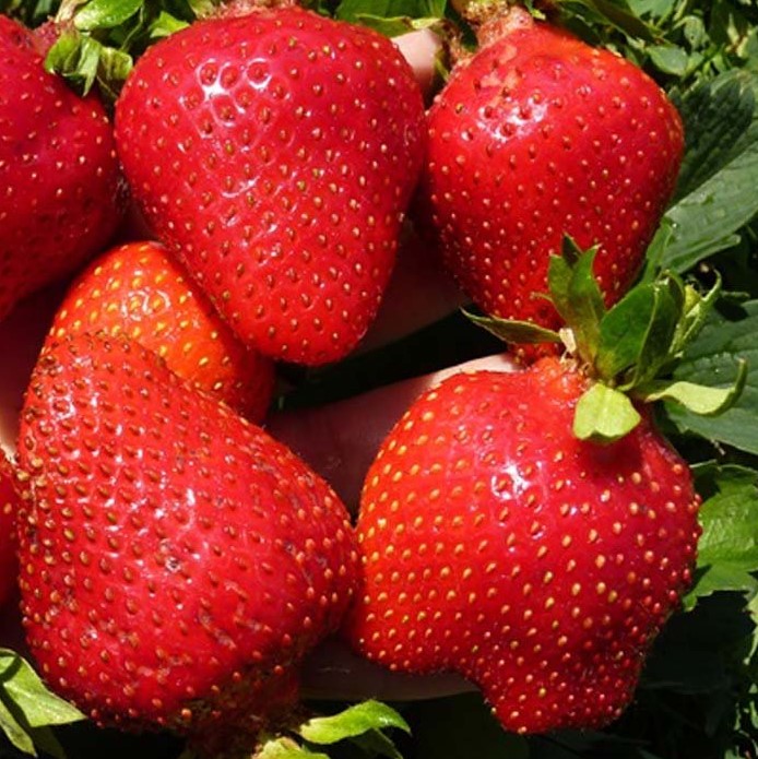 Земляника Альба